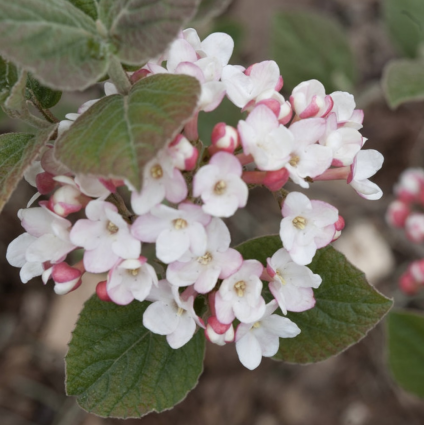 Spice Girl Viburnum 3-5G