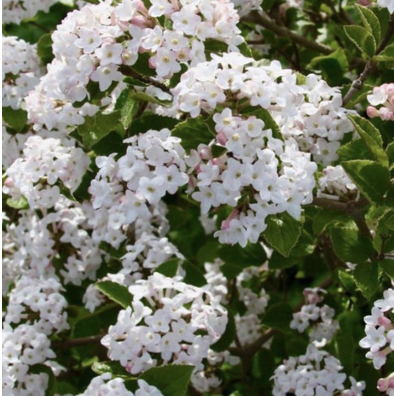 Sugar N' Spice Viburnum 7G