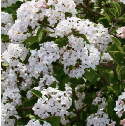 Sugar N' Spice Viburnum 7G
