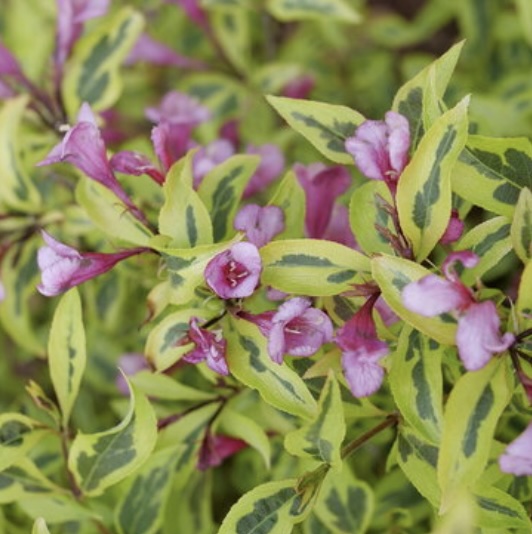 Bubbly Wine Weigela 3-5G