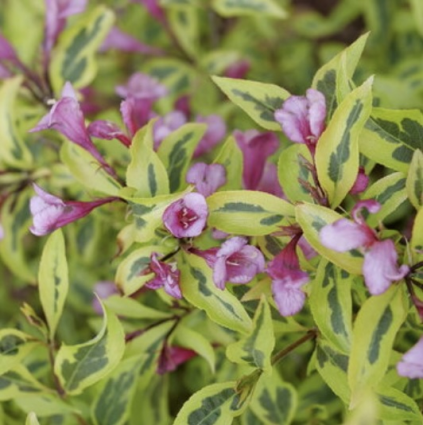 Bubbly Wine Weigela 3-5G