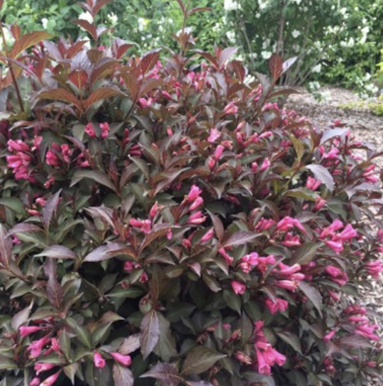 Shining Sensation Weigela 3-5G