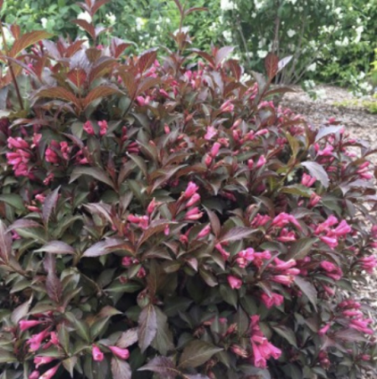 Shining Sensation Weigela 3-5G
