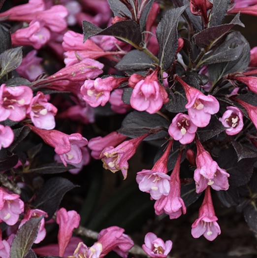 Coco Chill Weigela 2G