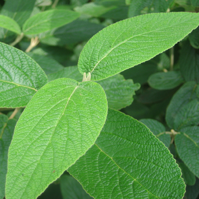 VIBURNUM, LEATHERLEAF 3-5 GALLON