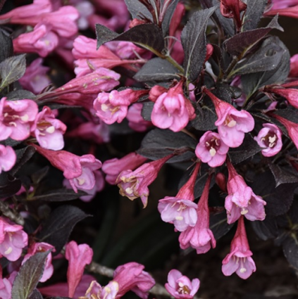 Coco Chill Weigela 2G