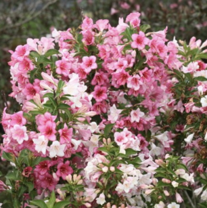 Czechmark Trilogy Weigela 3-5G