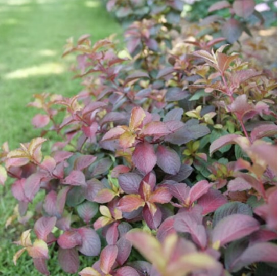 Midnight Sun Weigela 3-5G