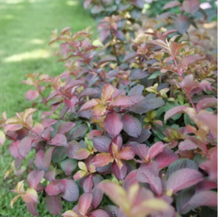 Midnight Sun Weigela 3-5G
