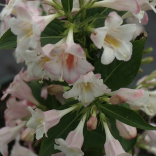 Sonic Bloom Pearl Weigela 3-5G