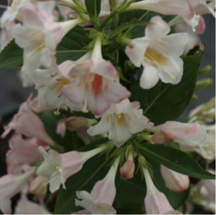 Sonic Bloom Pearl Weigela 3-5G