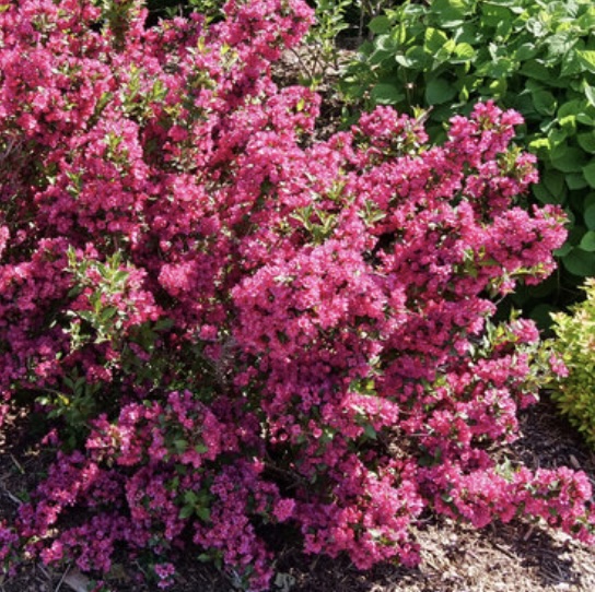 Sonic Bloom&reg; Punch Weigela 2G