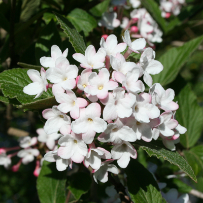 VIBURNUM, MOHAWK 3-5 GALLON