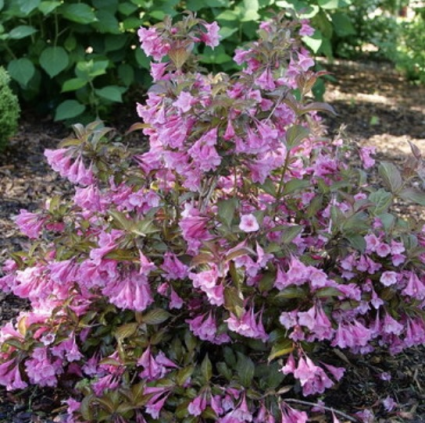 Sonic Bloom&reg; Wine Weigela 3-5G