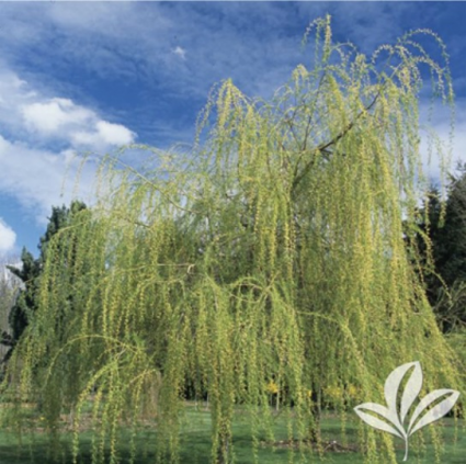 Golden Weeping Willow 15G