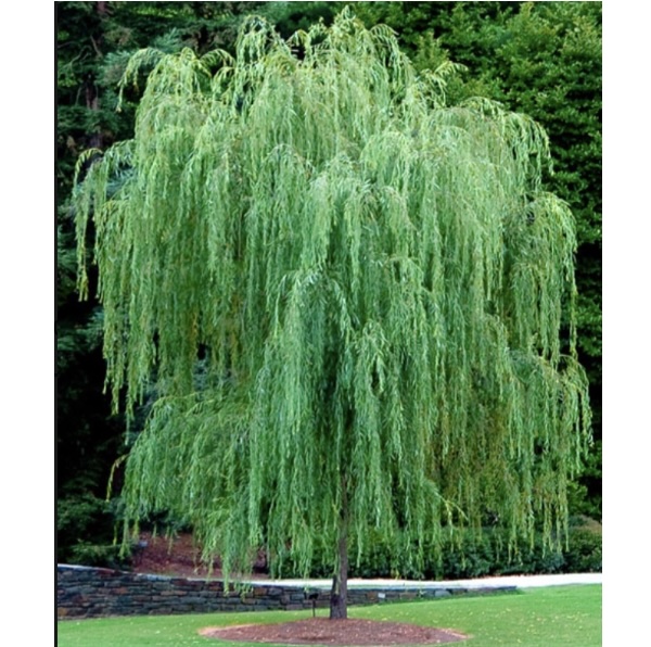 Wisconsin Weeping Willow 15G
