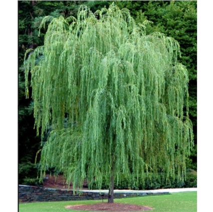 Wisconsin Weeping Willow 15G
