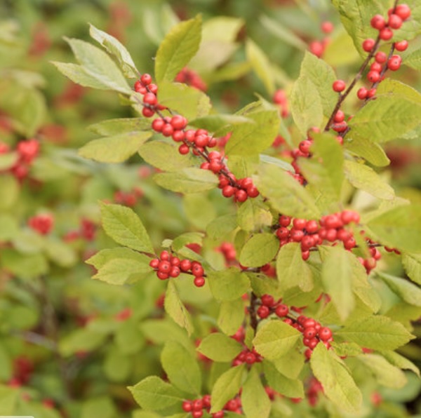 Berry Heavy Winterberry 3-5G