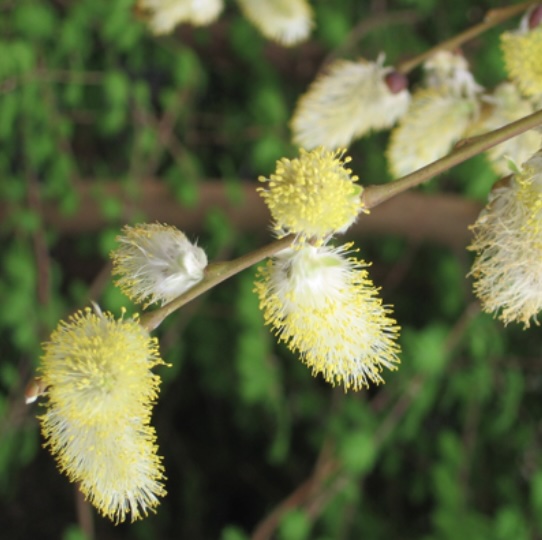 Weeping Pussy Willow 10G