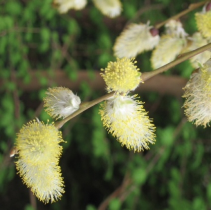 Weeping Pussy Willow Standard 10G