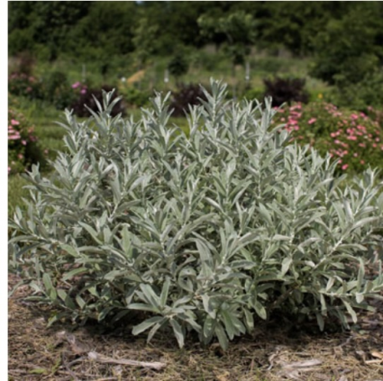 Iceberg Alley Willow 3-5G