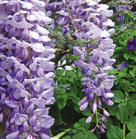 Lavender Falls Wisteria 5G