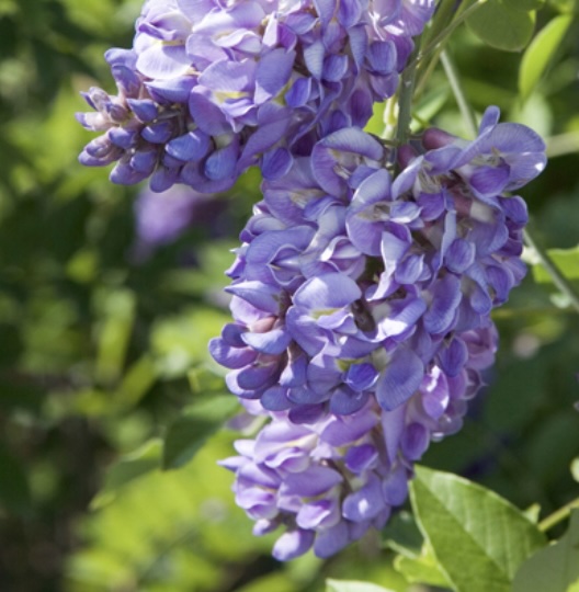 Amethyst Falls Wisteria 3-5G