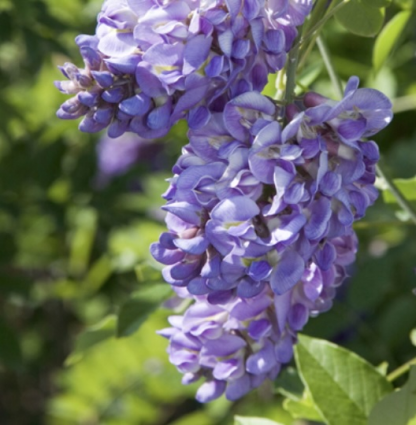 Amethyst Falls Wisteria 3-5G