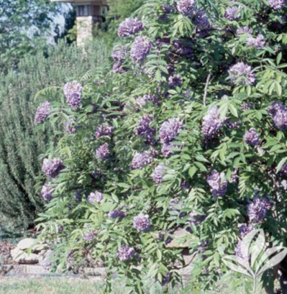 Blue Moon Wisteria 3-5G