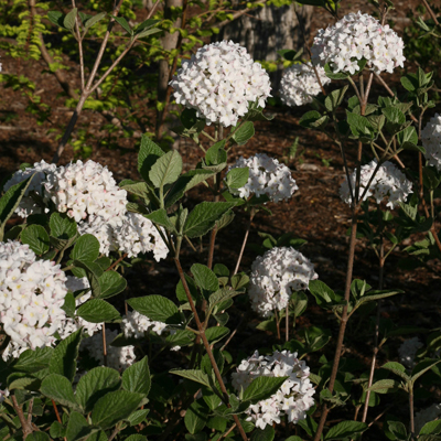 VIBURNUM, SPICE BABY 2 GALLON