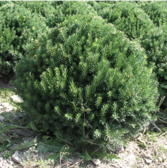 Fairview Yew 7G