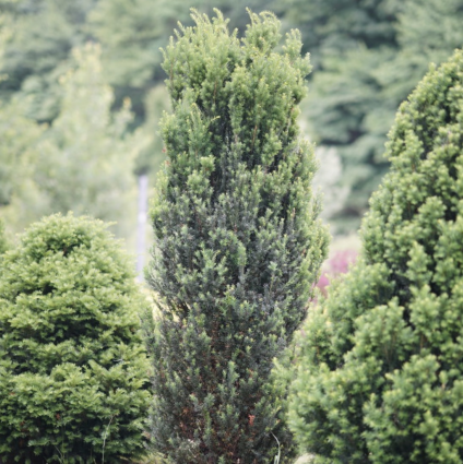 Stonehenge Yew 3-5G