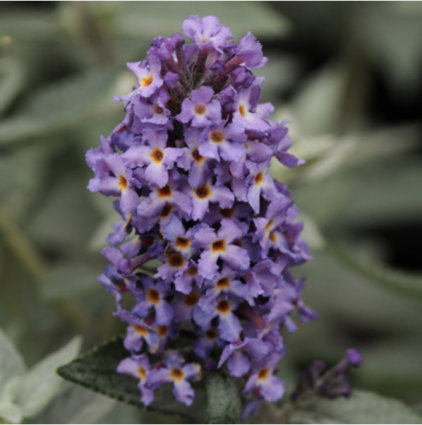 Blue Heaven Butterfly Bush 3-5G