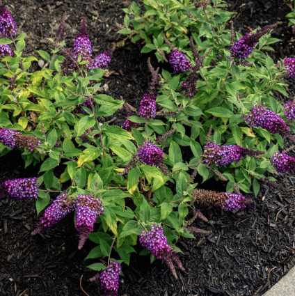 Blueberry Pie Butterfly Bush 2G