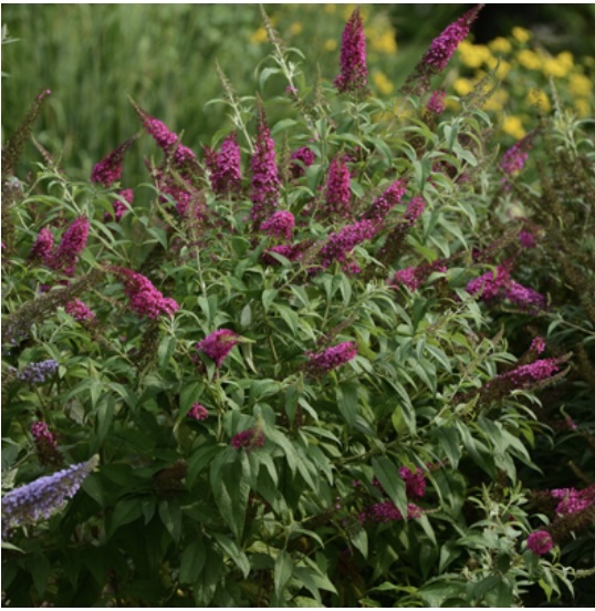 Cranrazz Butterfly Bush 3-5G