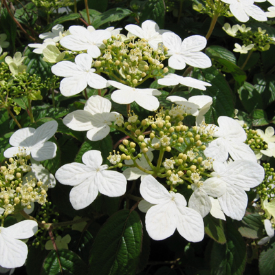 VIBURNUM, SUMMER SNOWFLAKE 2 GAL