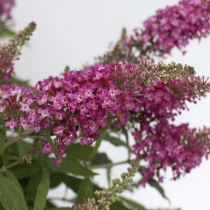 Dapper Pink Butterfly Bush 3-5G