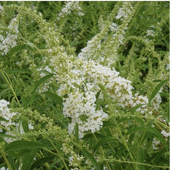 White Profusion Butterfly Bush 3-5G