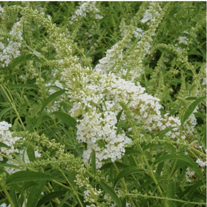 White Profusion Butterfly Bush 3-5G
