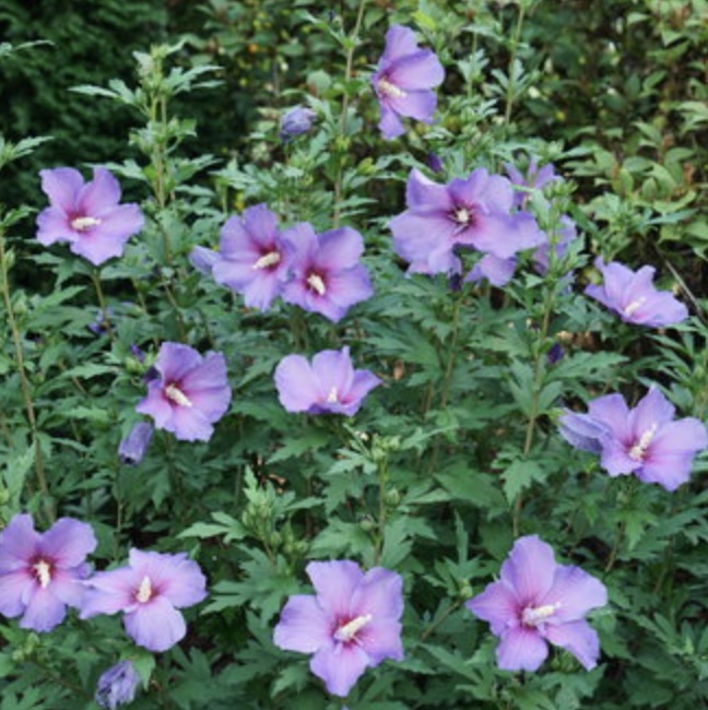 Paraplu Violet Althea 3-5G
