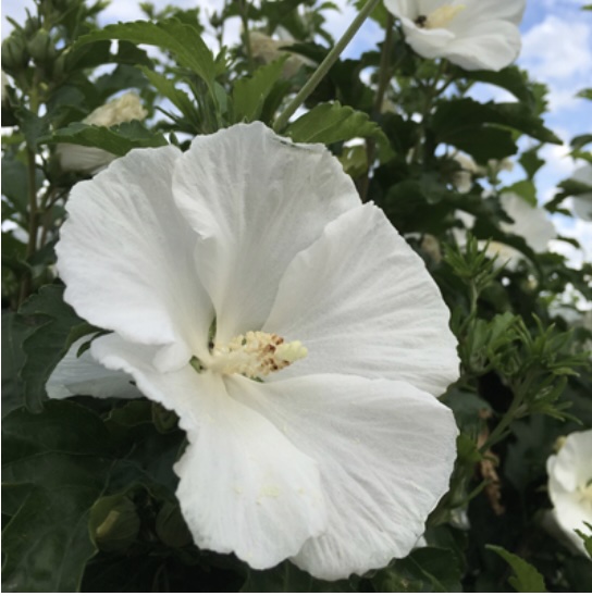 White Angel Althea 3-5G