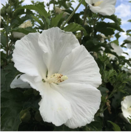 White Angel Althea 3-5G