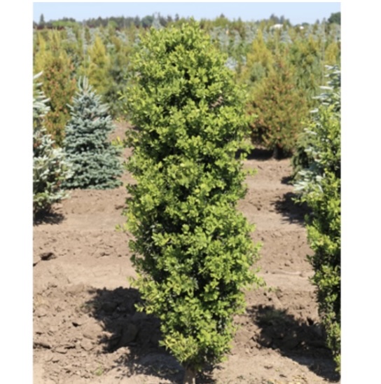 Green Pillar Boxwood 54"