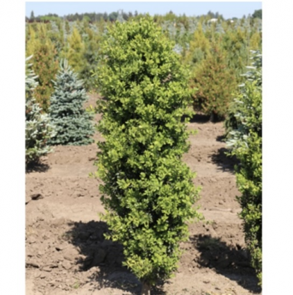 Green Pillar Boxwood 54"