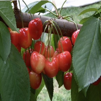 3-in-1 Cherry Tree 10G