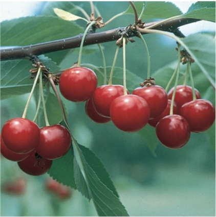 North Star Cherry 7G