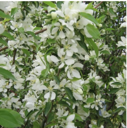 Spring Snow Crabapple 1.5"