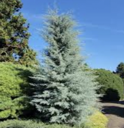 Arizona Blue Pyramid Cypress 6-7G