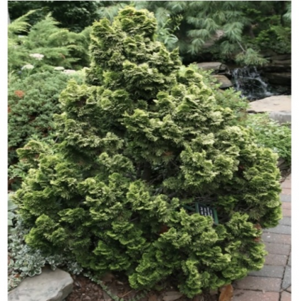 Nana Gracilis Falsecypress Standard 15"