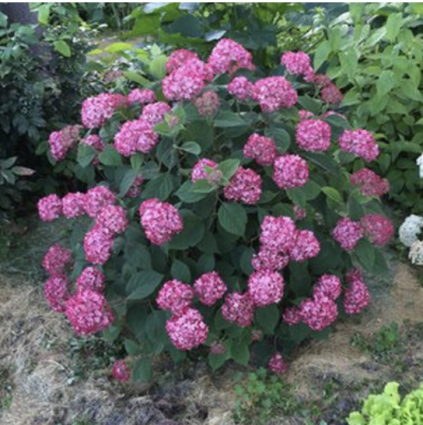 Invincibelle&reg; Ruby Smooth Hydrangea 2G